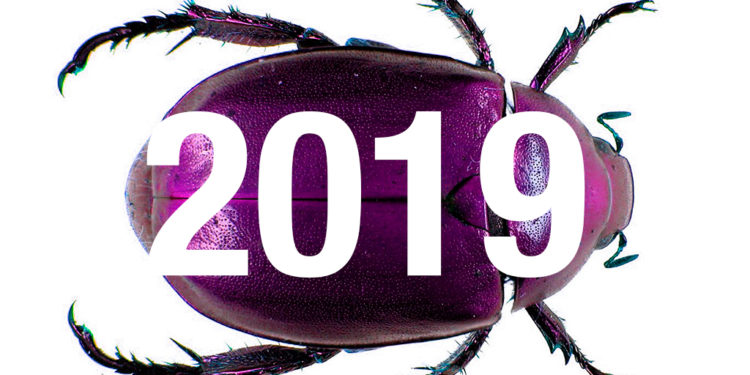 JAARVERSLAG SCARABEE