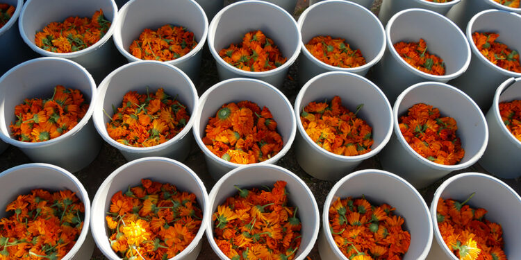 ARTBORNE 2020 – – – — V for Victory – Anne ten Ham