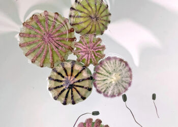 HETTY VAN DE ZANDE – Een ode aan de natuur – Filmhuis Oosterbeek