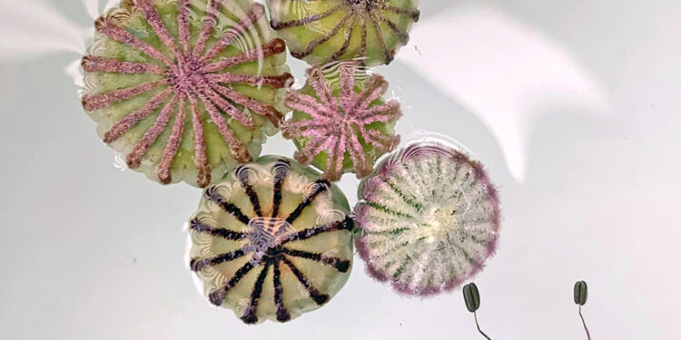 HETTY VAN DE ZANDE – Een ode aan de natuur – Filmhuis Oosterbeek