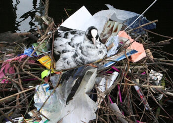 SEMÂ BEKIROVIĆ, MAARTEN BEL, LIEDEWIJ VAN EIJK, BART NIJBOER, ISABELLE BISSELING (CURATOR) – Run the World (Birds) – H29 / De Hes Oosterbeek